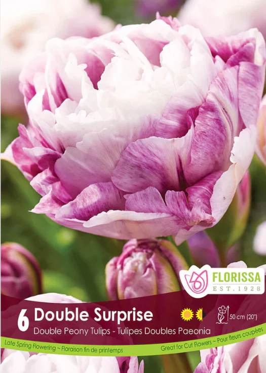 Tulipe 'Double Surprise'