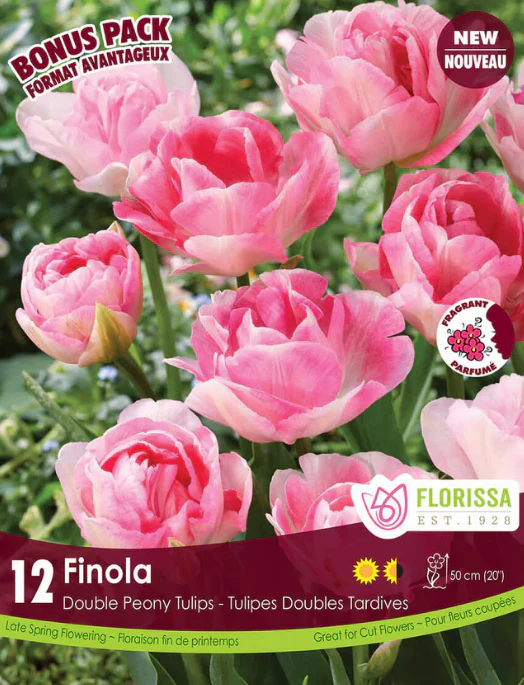 Tulipe 'Finola' - Image 4