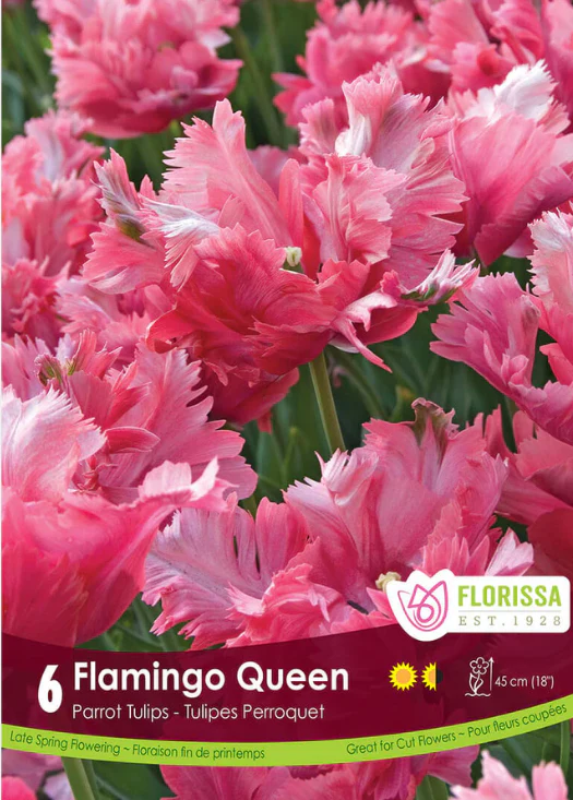 Tulipe 'Flamingo Queen'