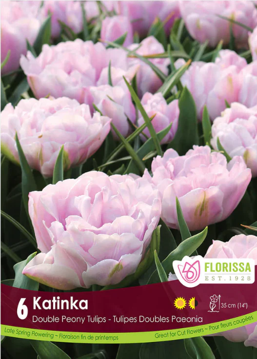 Tulipe 'Katinka'