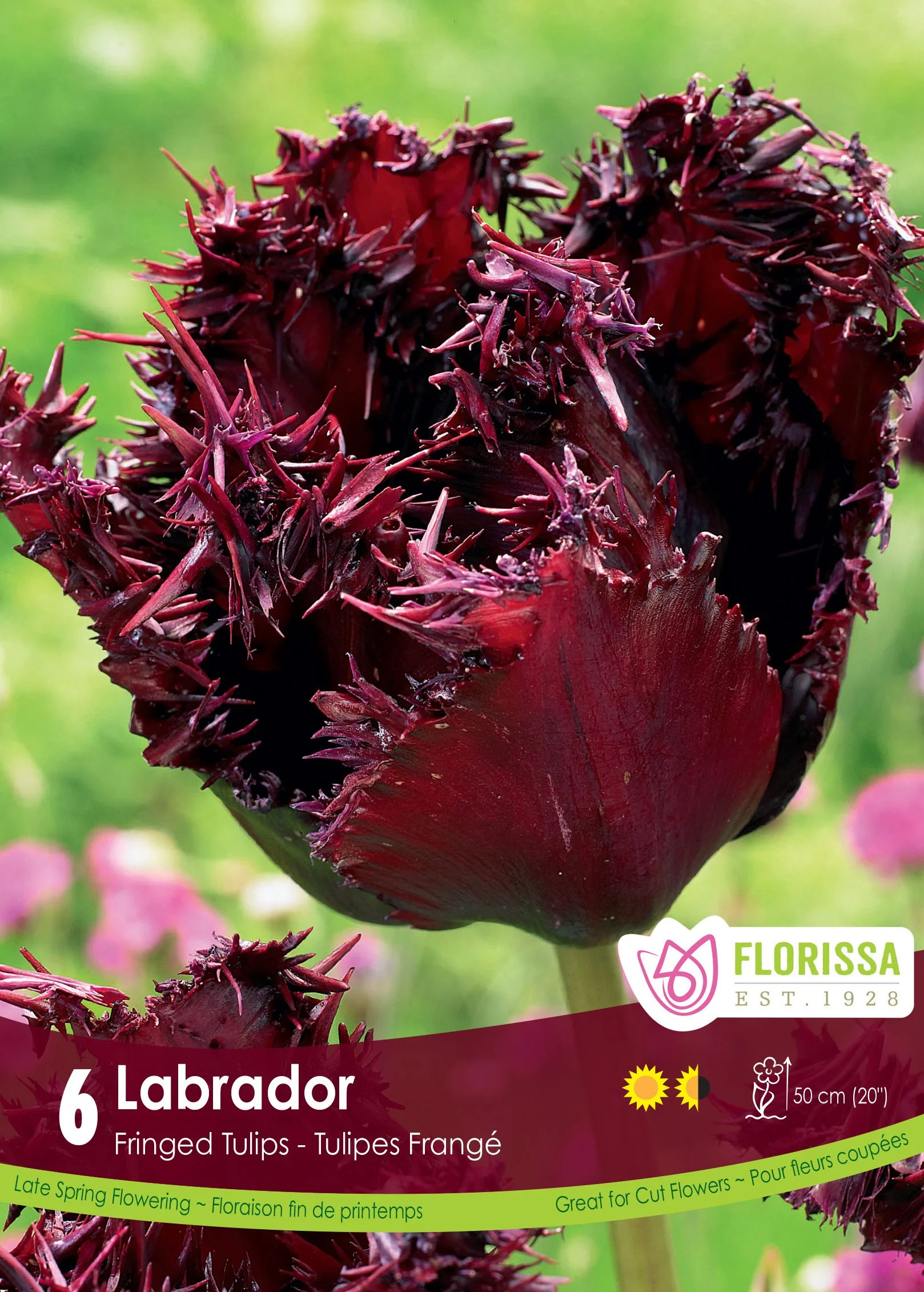 Tulipe Labrador
