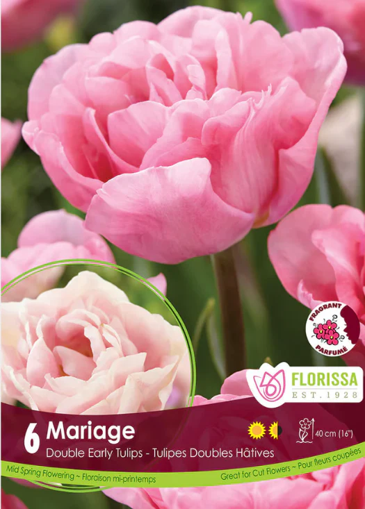 Tulipe 'Mariage'