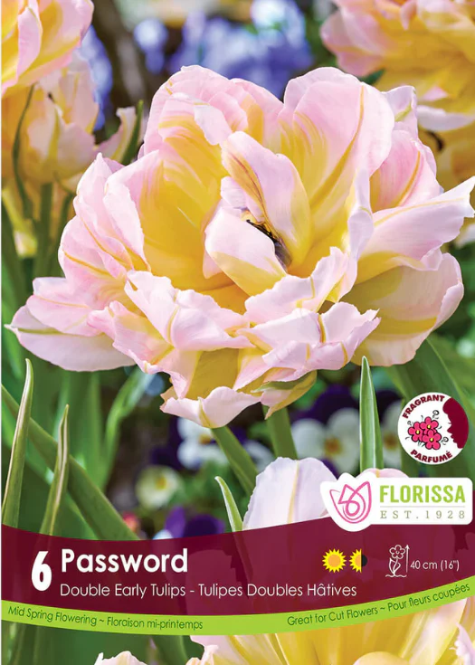 Tulipe 'Password'
