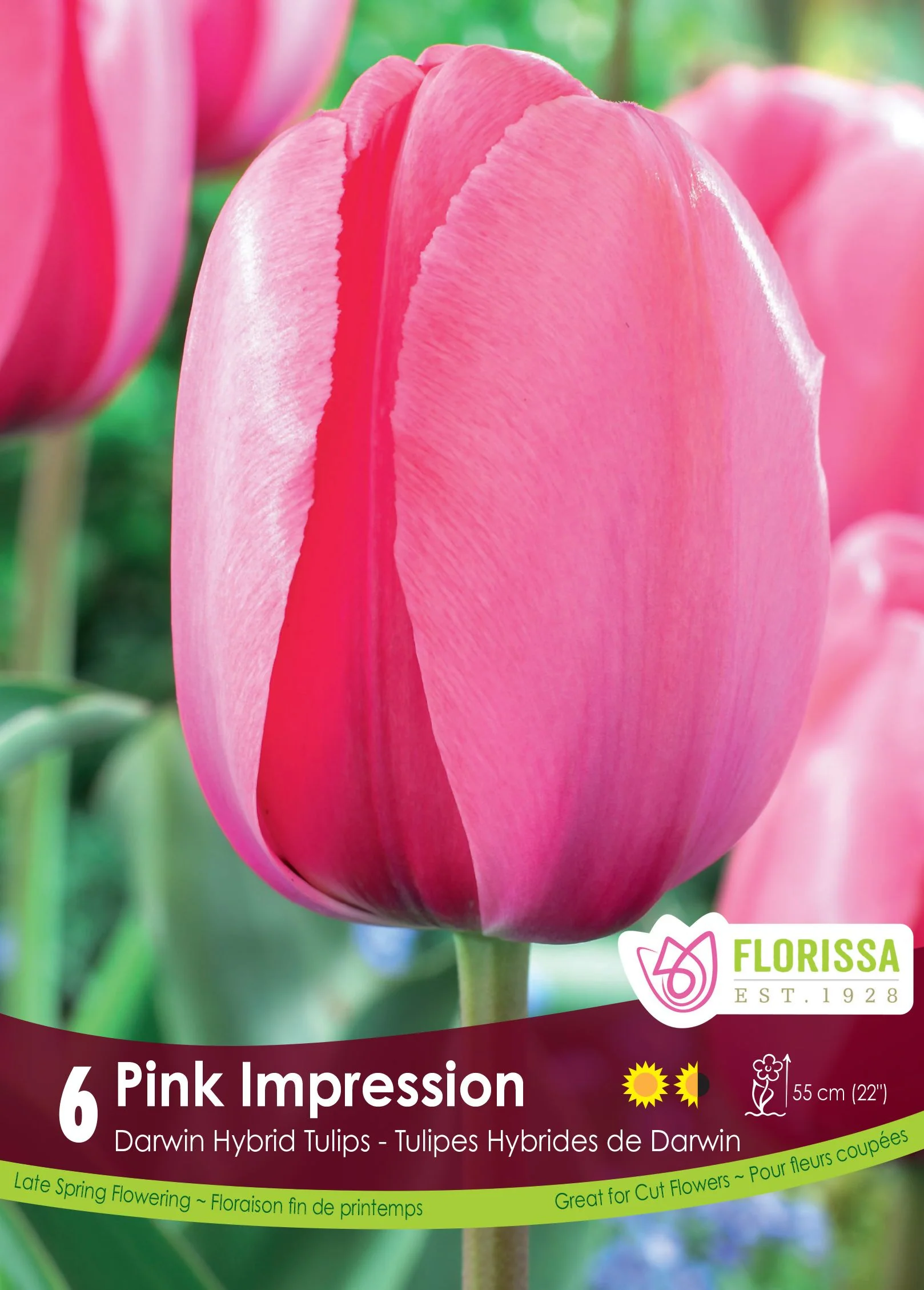 Tulipe Pink Impression