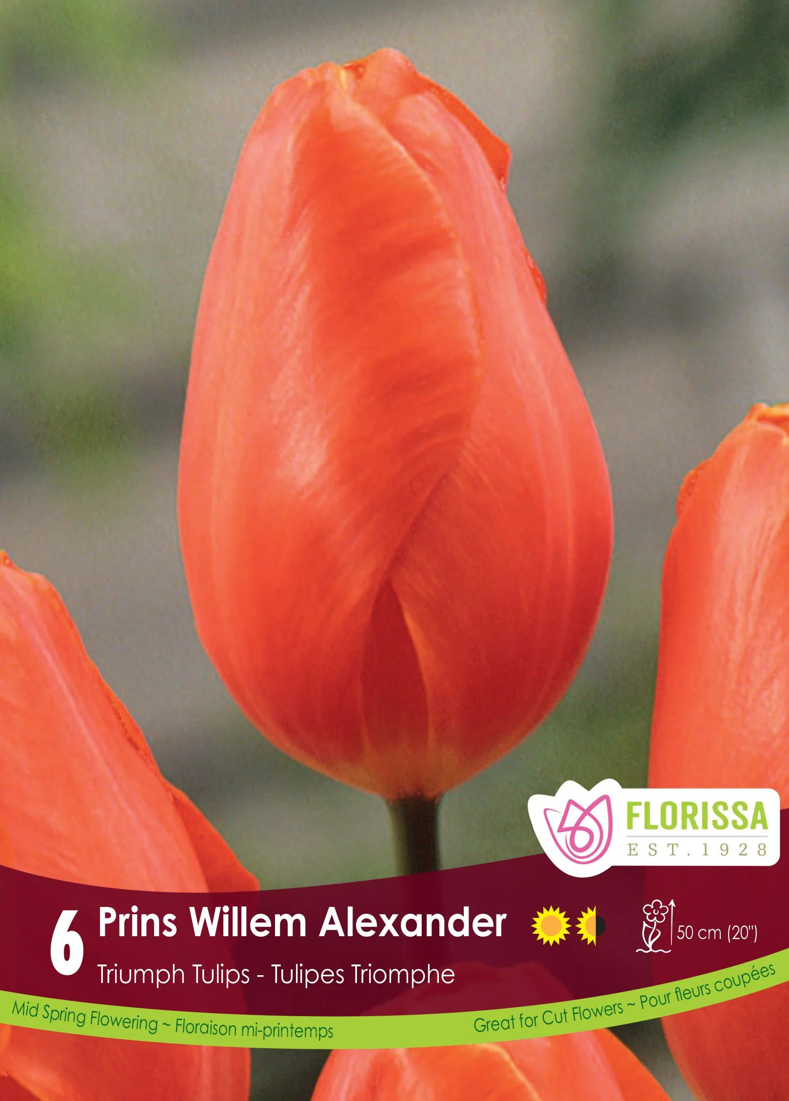 Tulipe Prins Willem Alexander