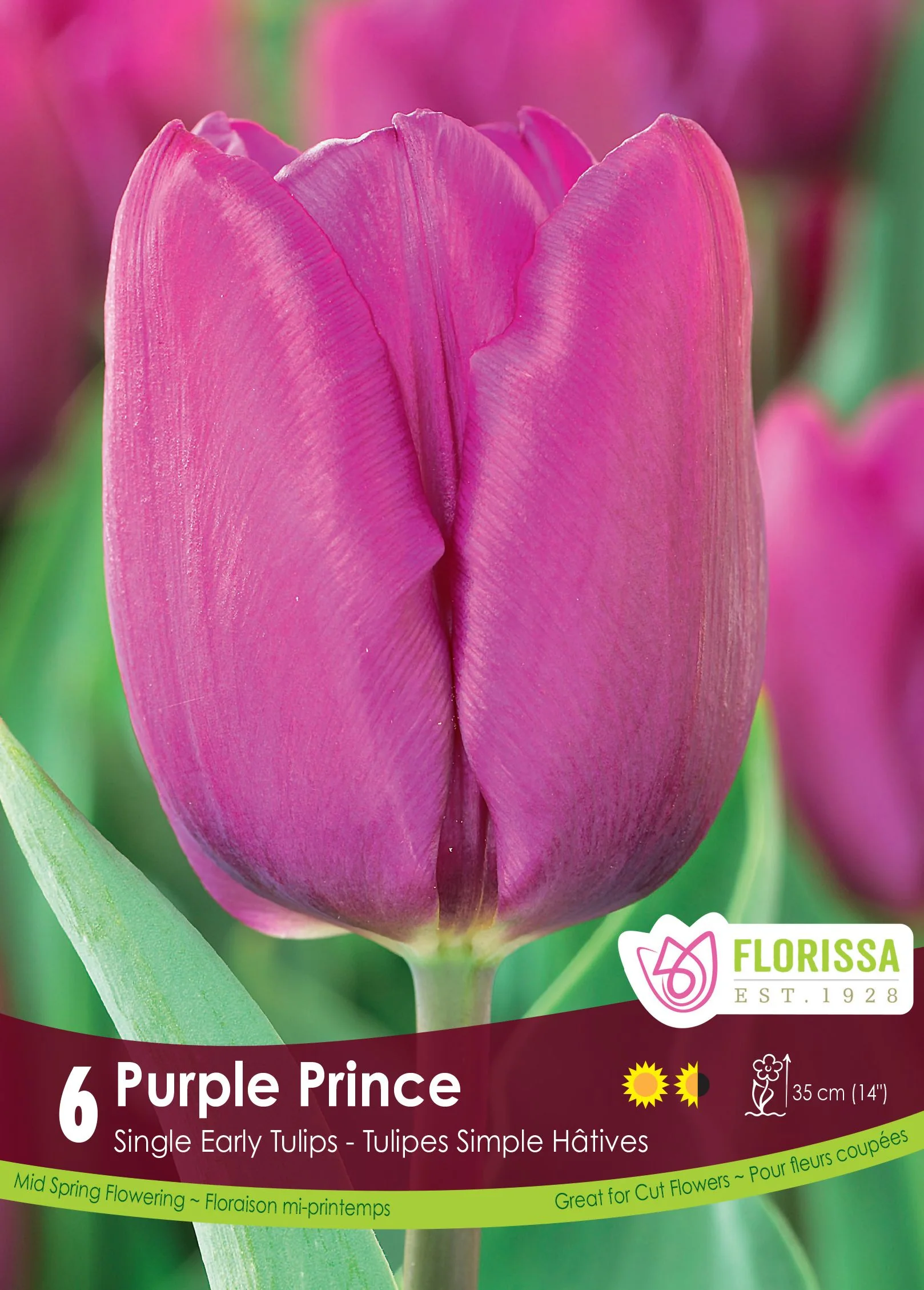 Tulipe Purple Prince
