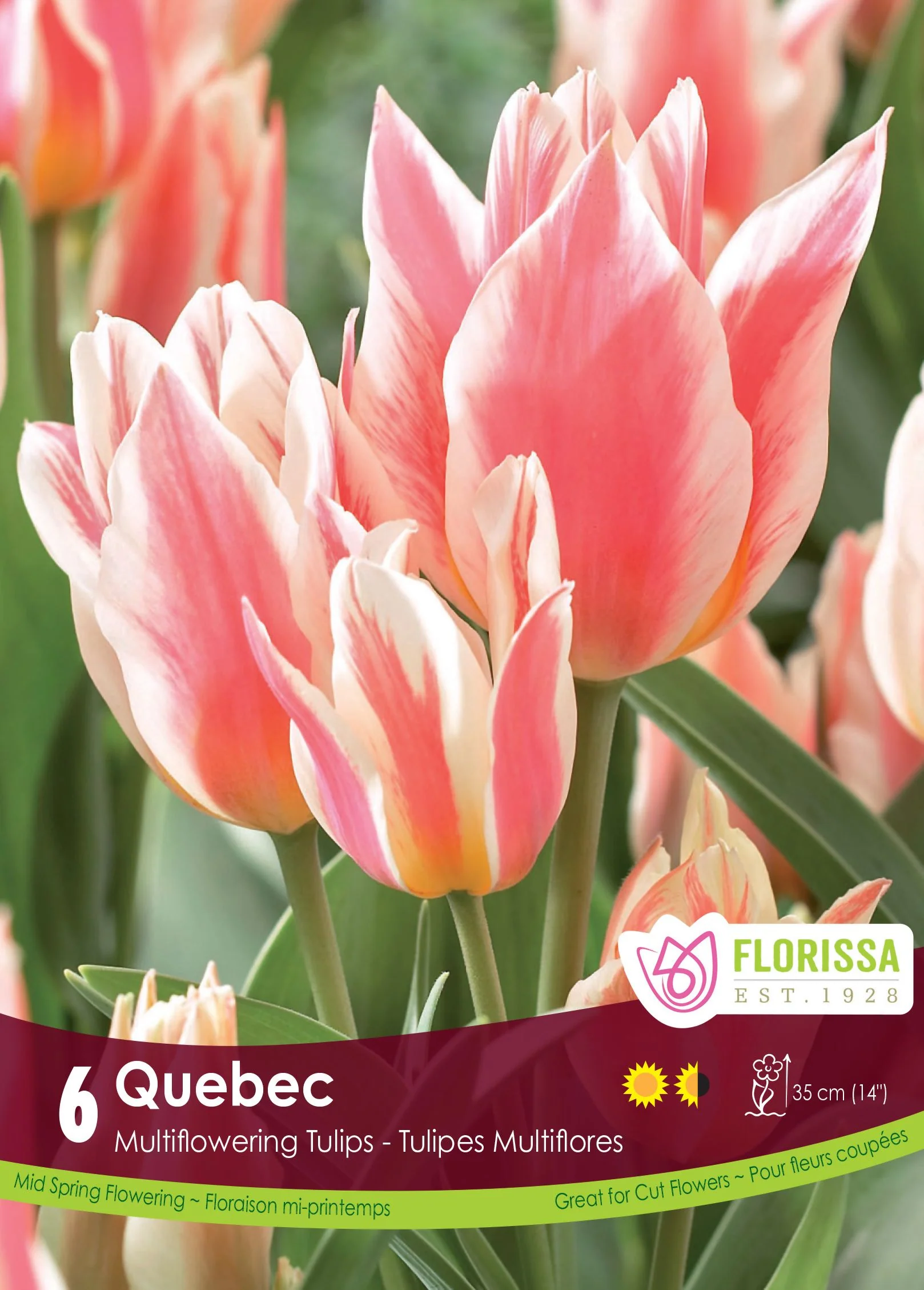 Tulipe Québec