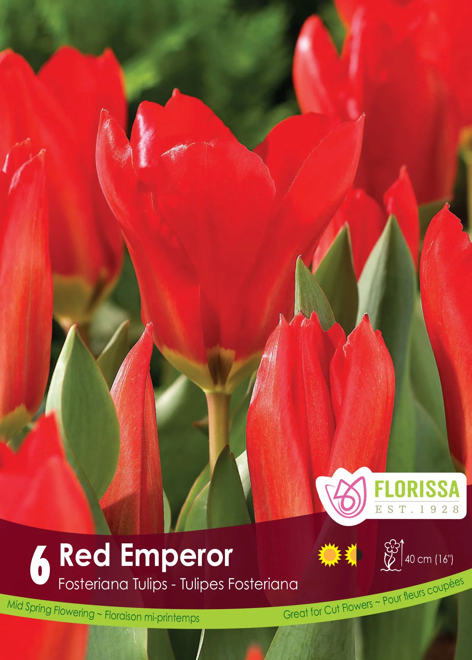 Tulipe Red Emperor