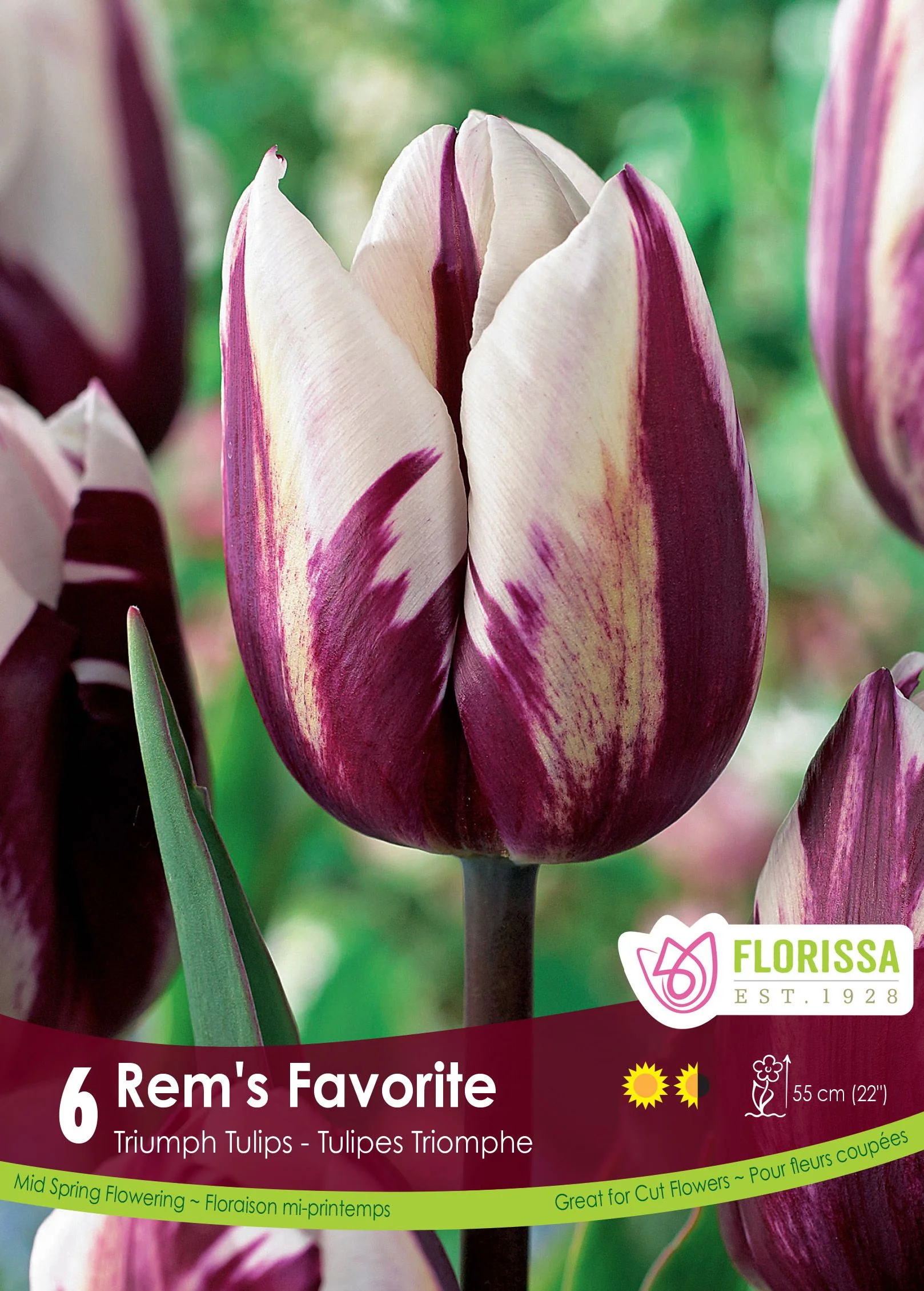 Tulipe Rem's Favorite