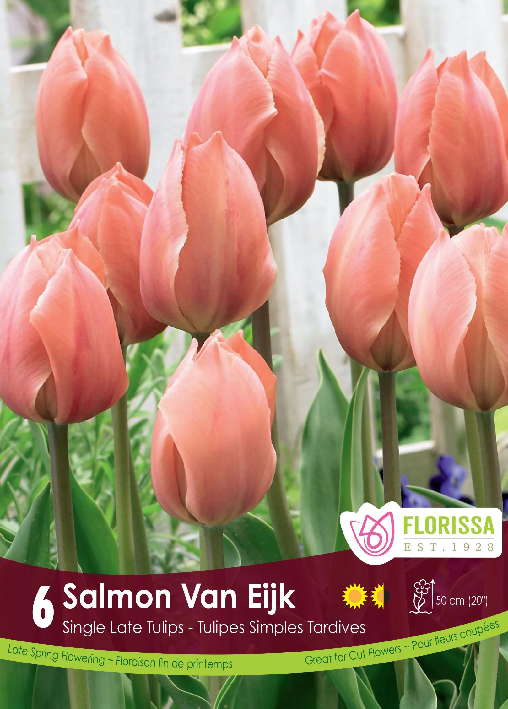 Tulipe Salmon Van Eijk