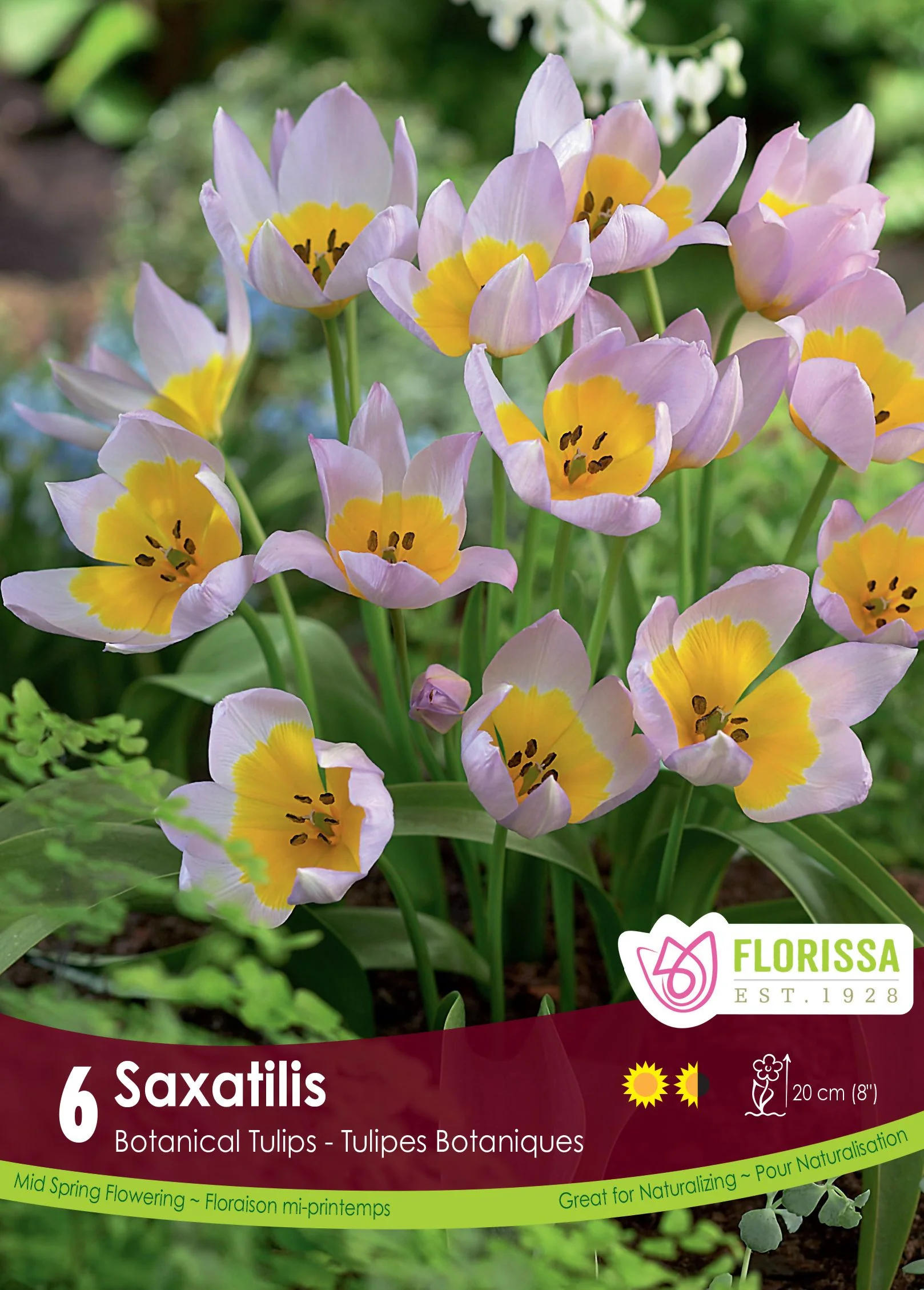 Tulipe Saxatilis