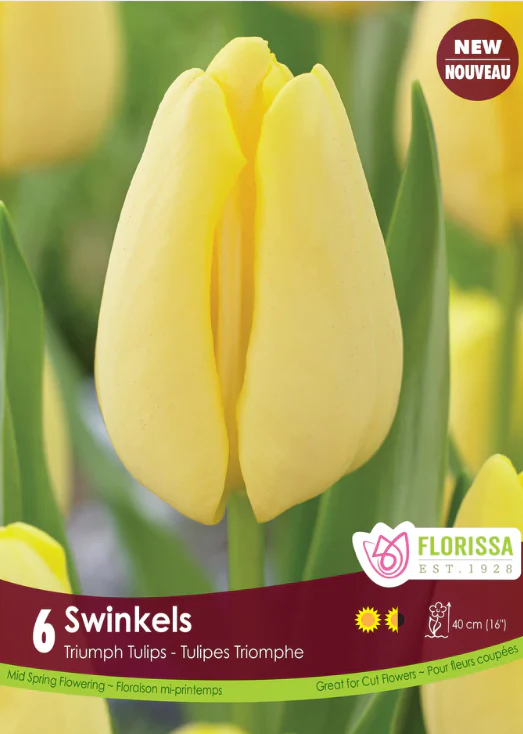 Tulipe Swinkels