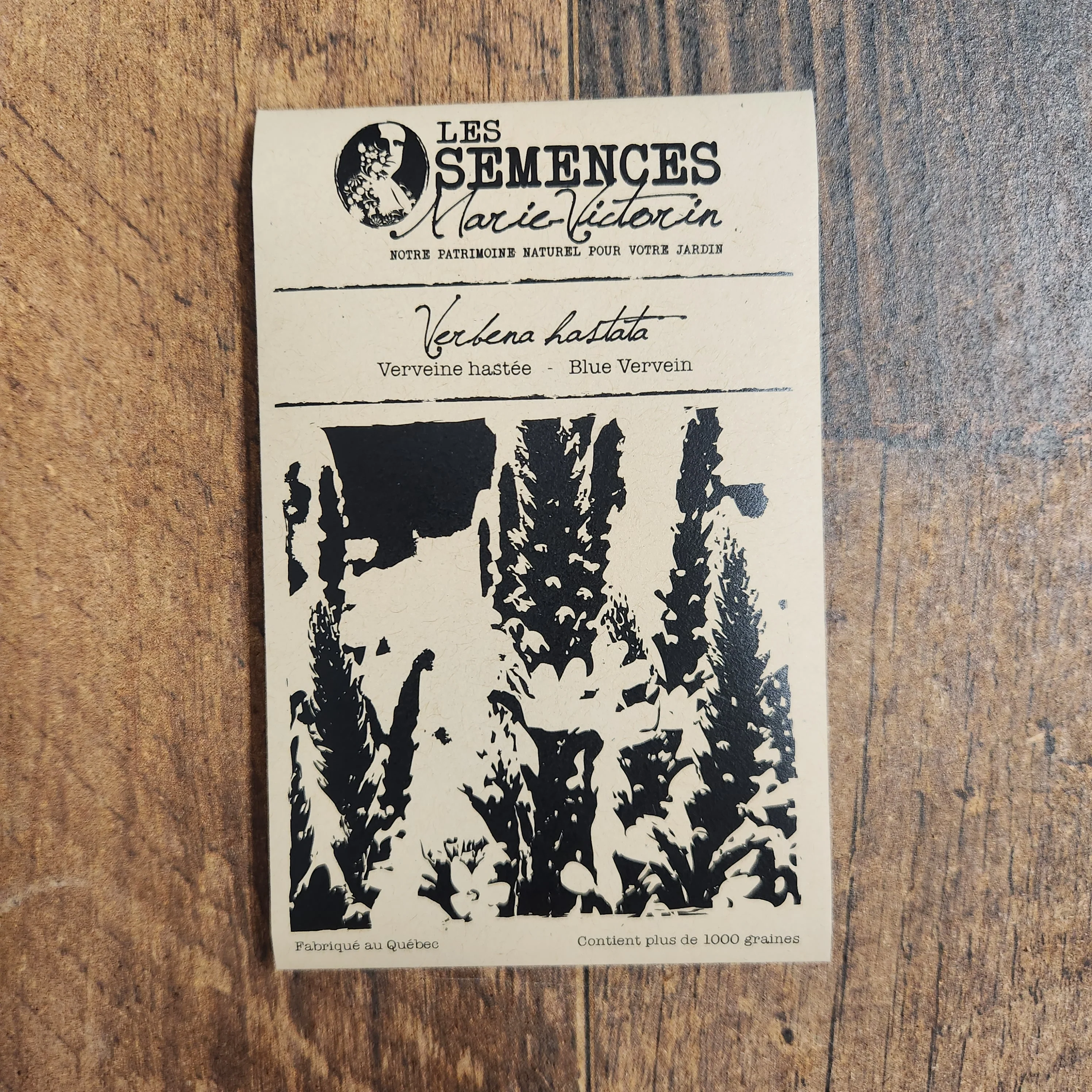 Verveine hastée - Image 2