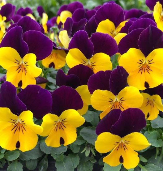 Violette 'Helen Mount Johnny Jump-Up' bio