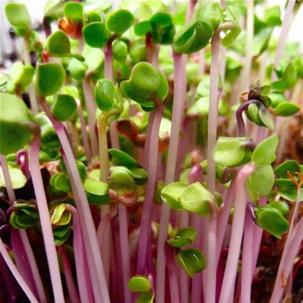 Micropousse de radis rose