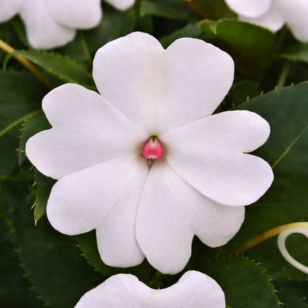 Miniature 1