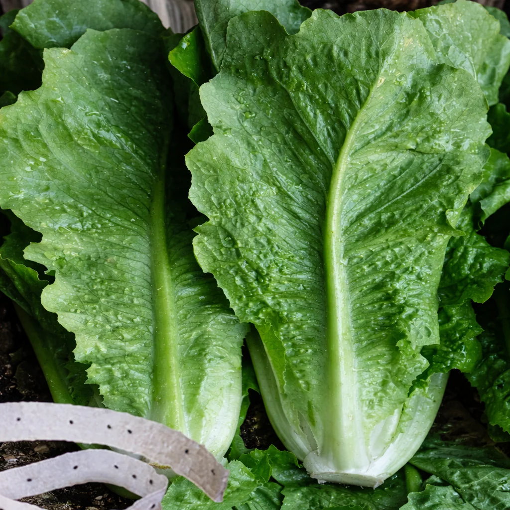 Laitue romaine sur ruban