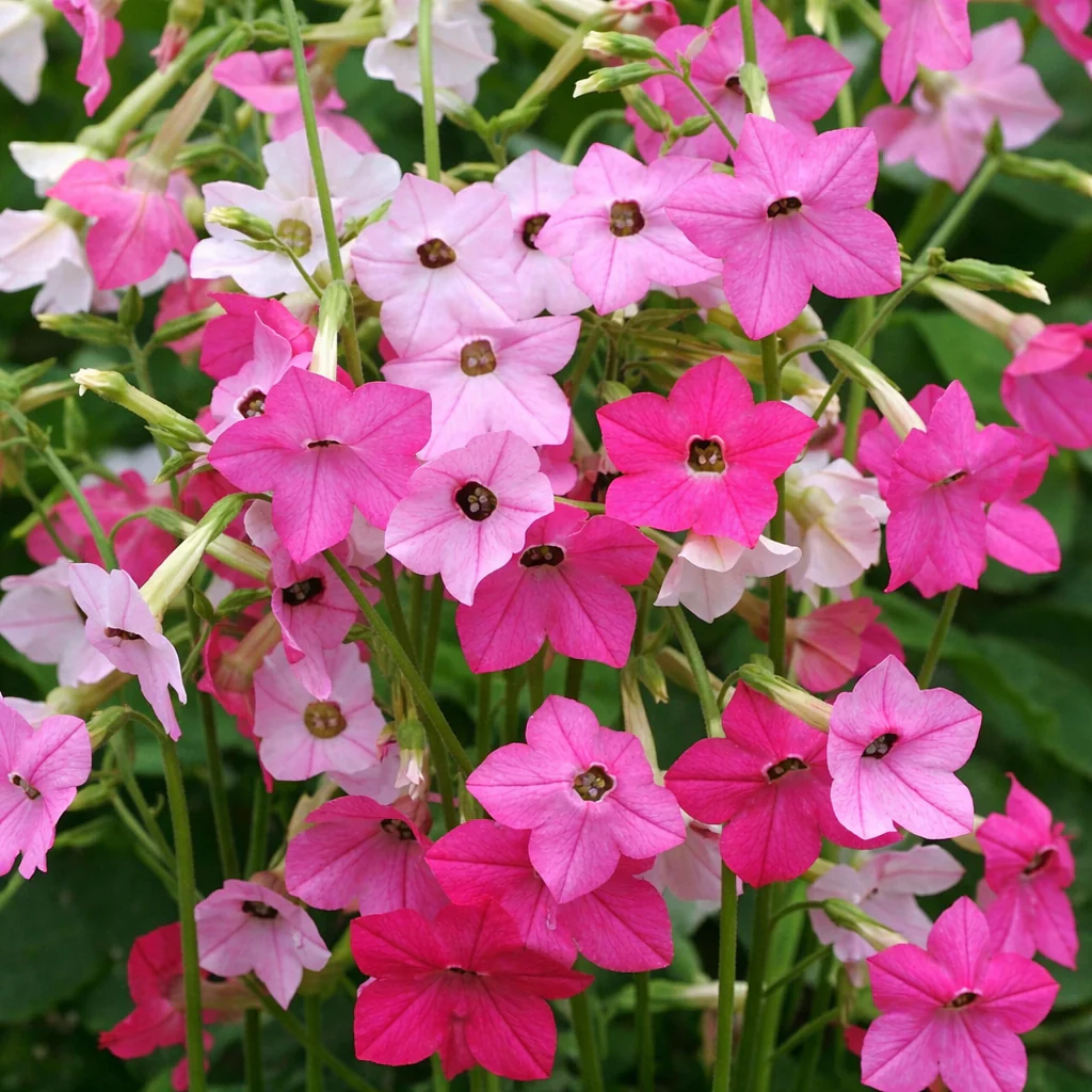 Mélange de Nicotiana 'Whisper'