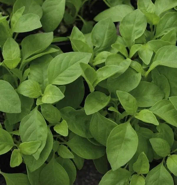 Basilic citron 'Helios'