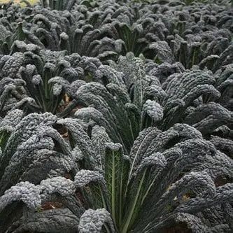 Chou frisé 'Black Magic'