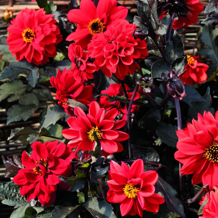 Dahlia 'Black Forestâ„¢ Ruby'