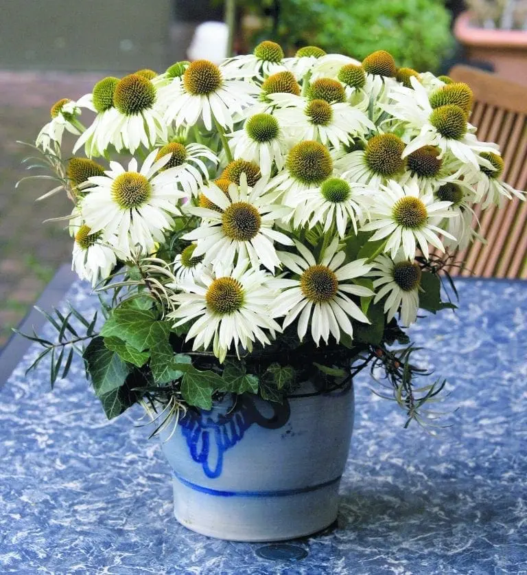 Échinacée 'Primadonna®' blanche - Image 2