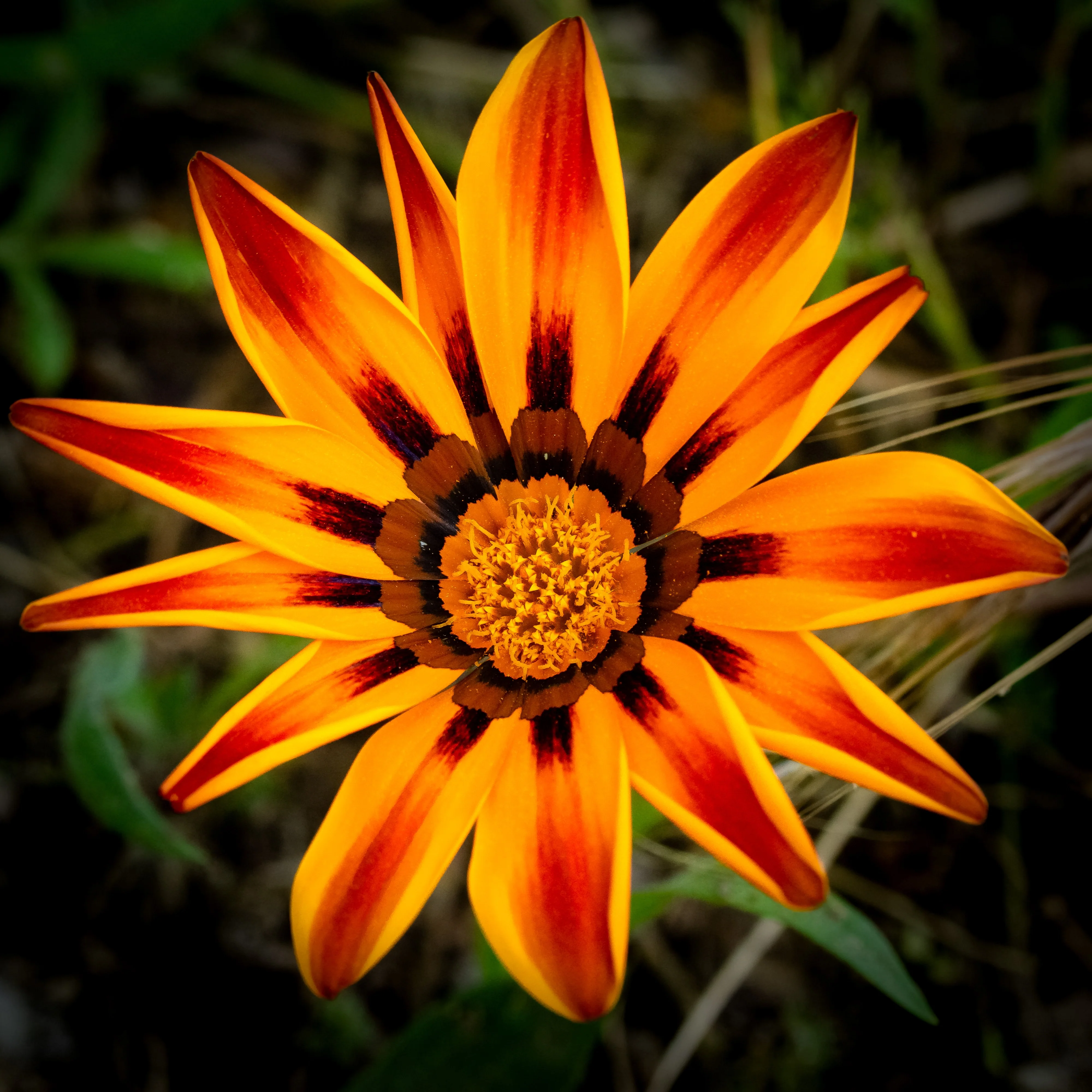 Gazania Kissâ„¢ Golden Flame F1