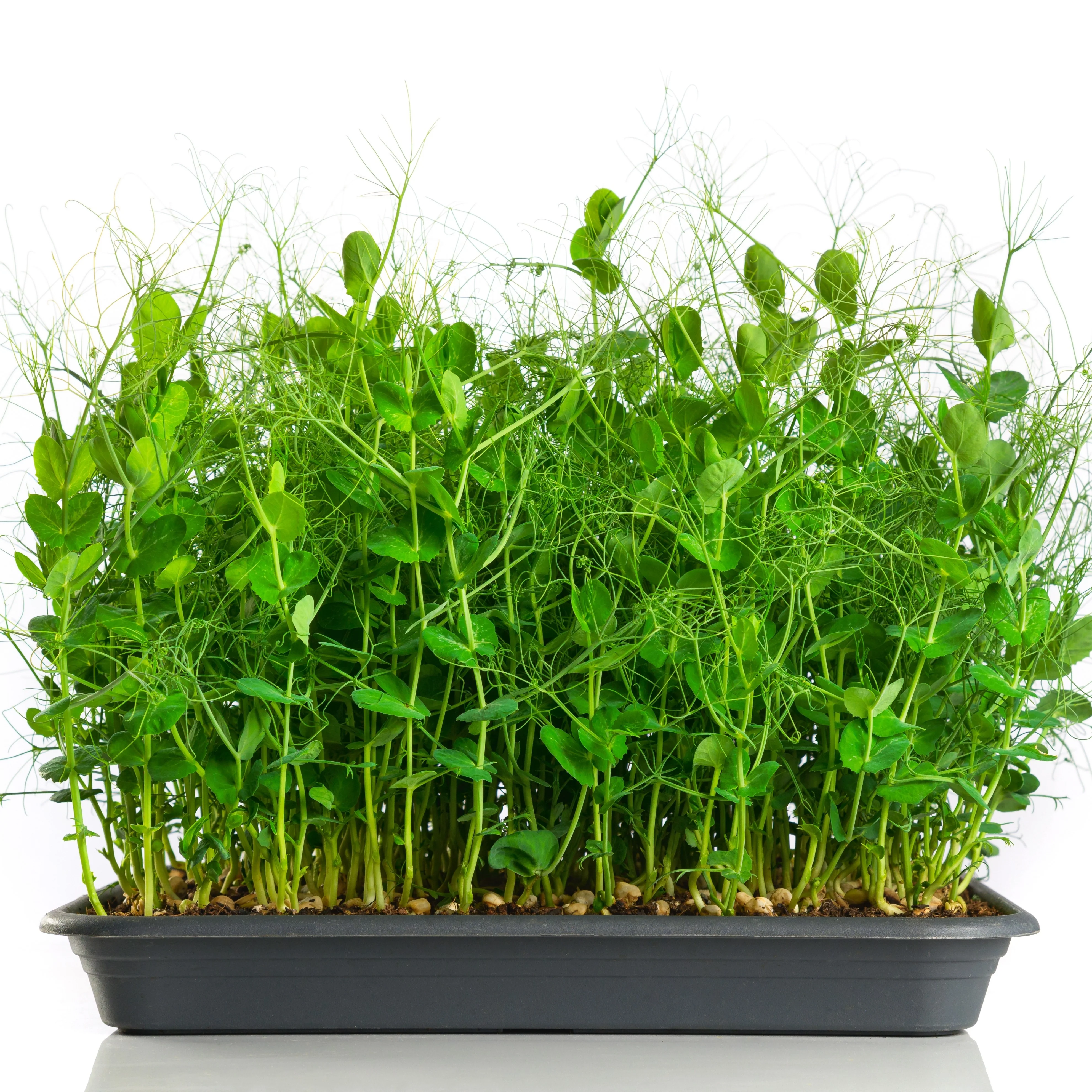 Micropousses de pois bio