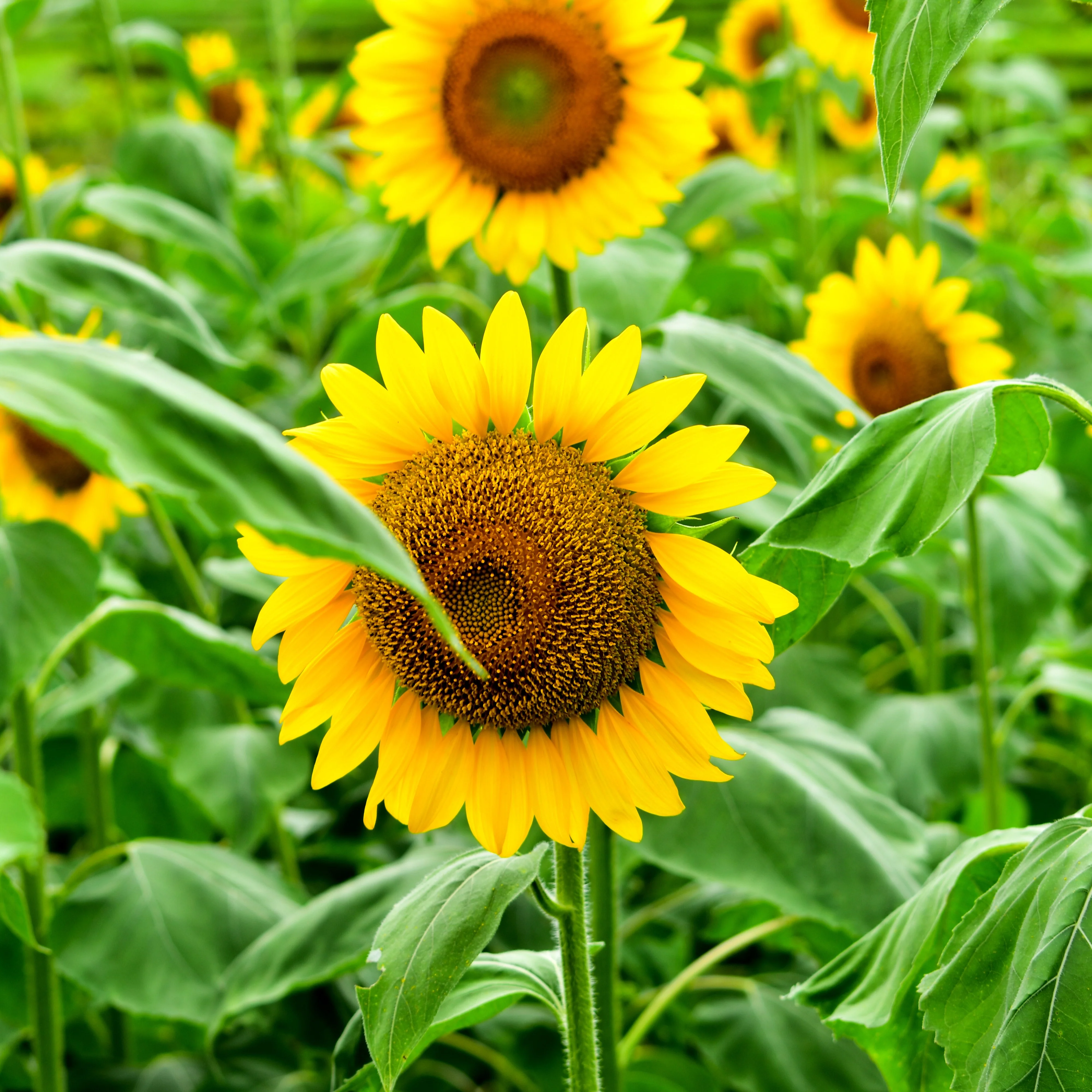 Tournesol 'Suntastic Golden' F1
