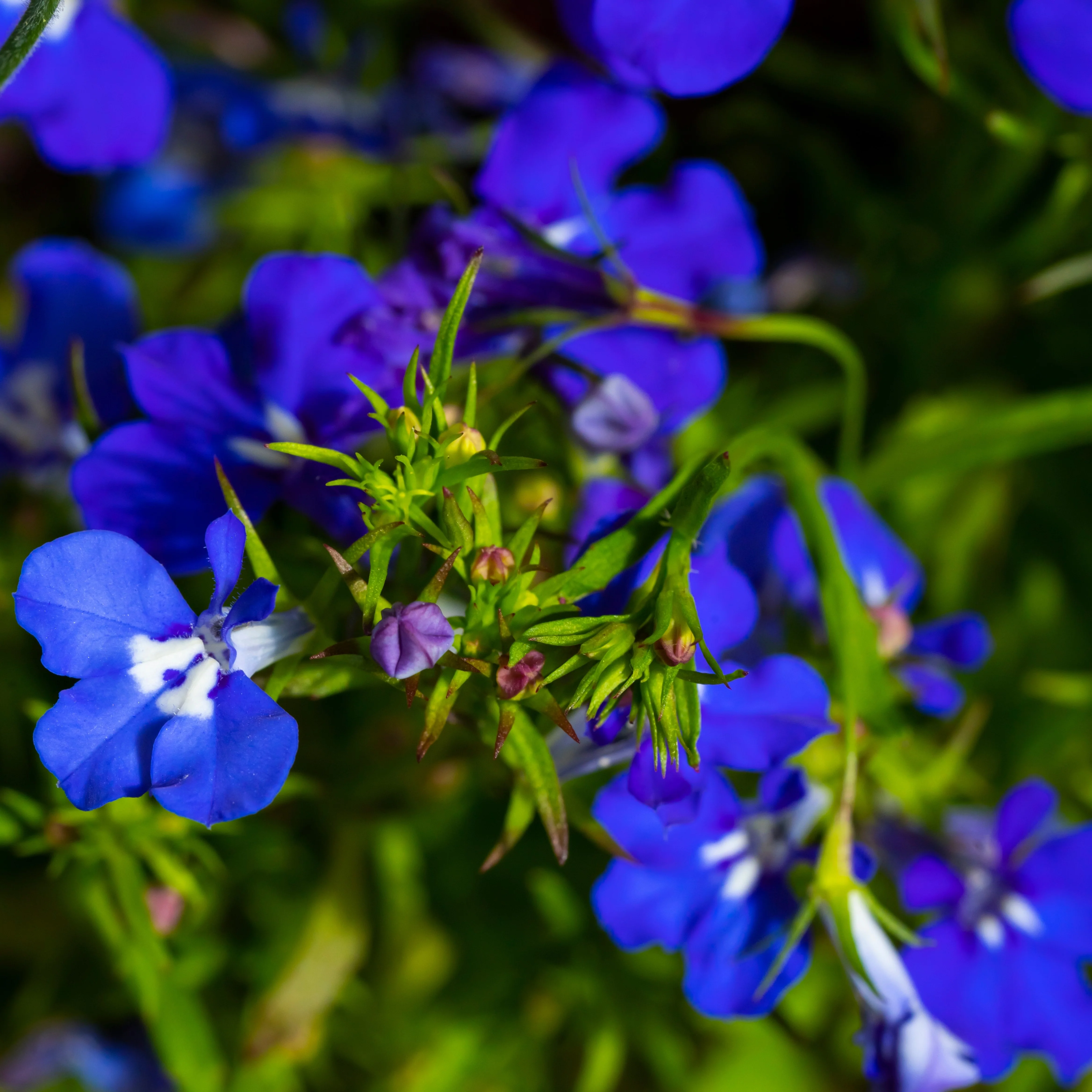Miniature 1