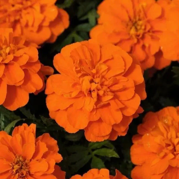 Oeillet d'Inde Français Bonanza™ Deep Orange