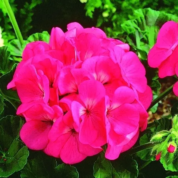 Géranium Maverick⹠Rose F1