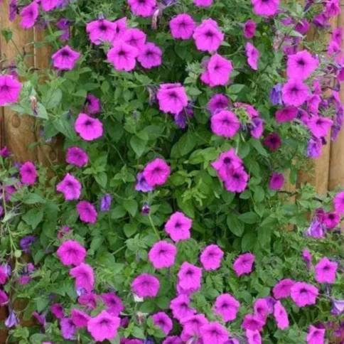 Pétunia grimpant Tickled Pink⹠F1