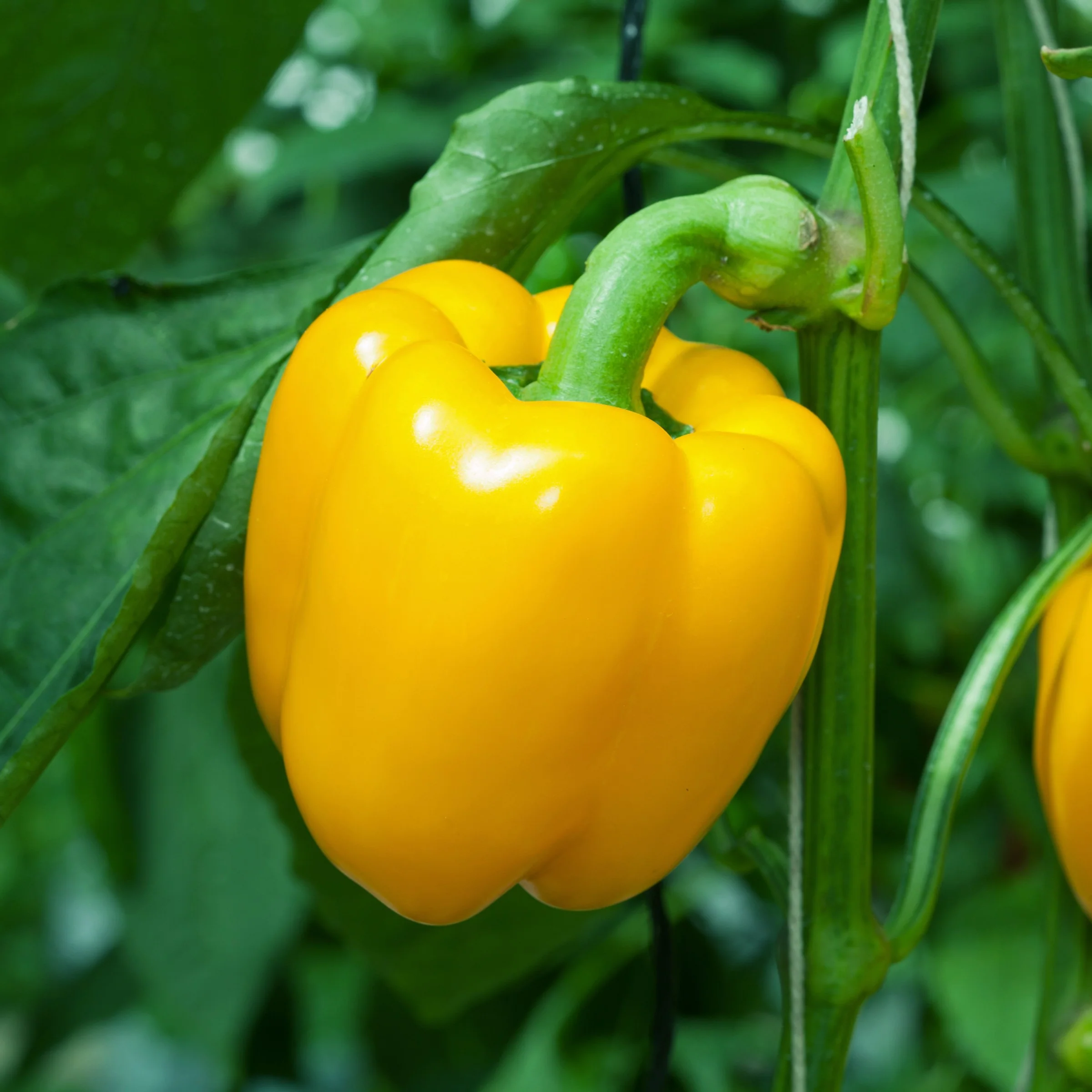 Poivron jaune 'Abay' F1 bio