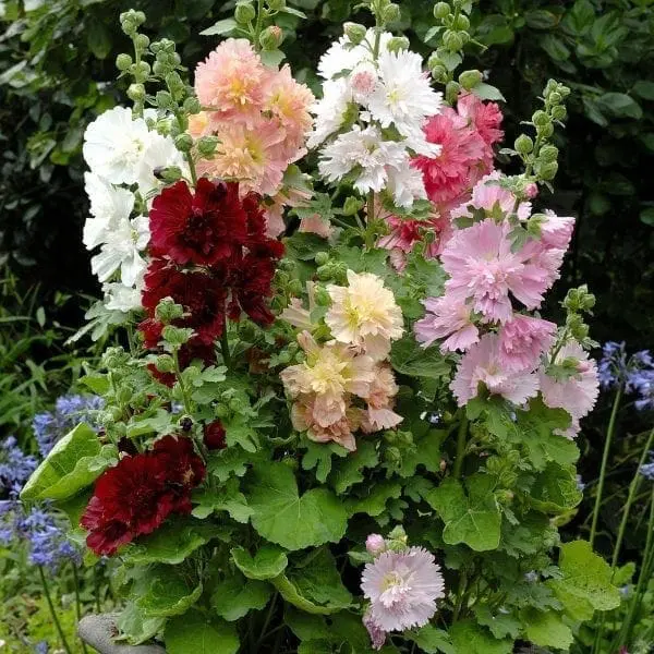 Rose trémière 'Spring Celebrities™'