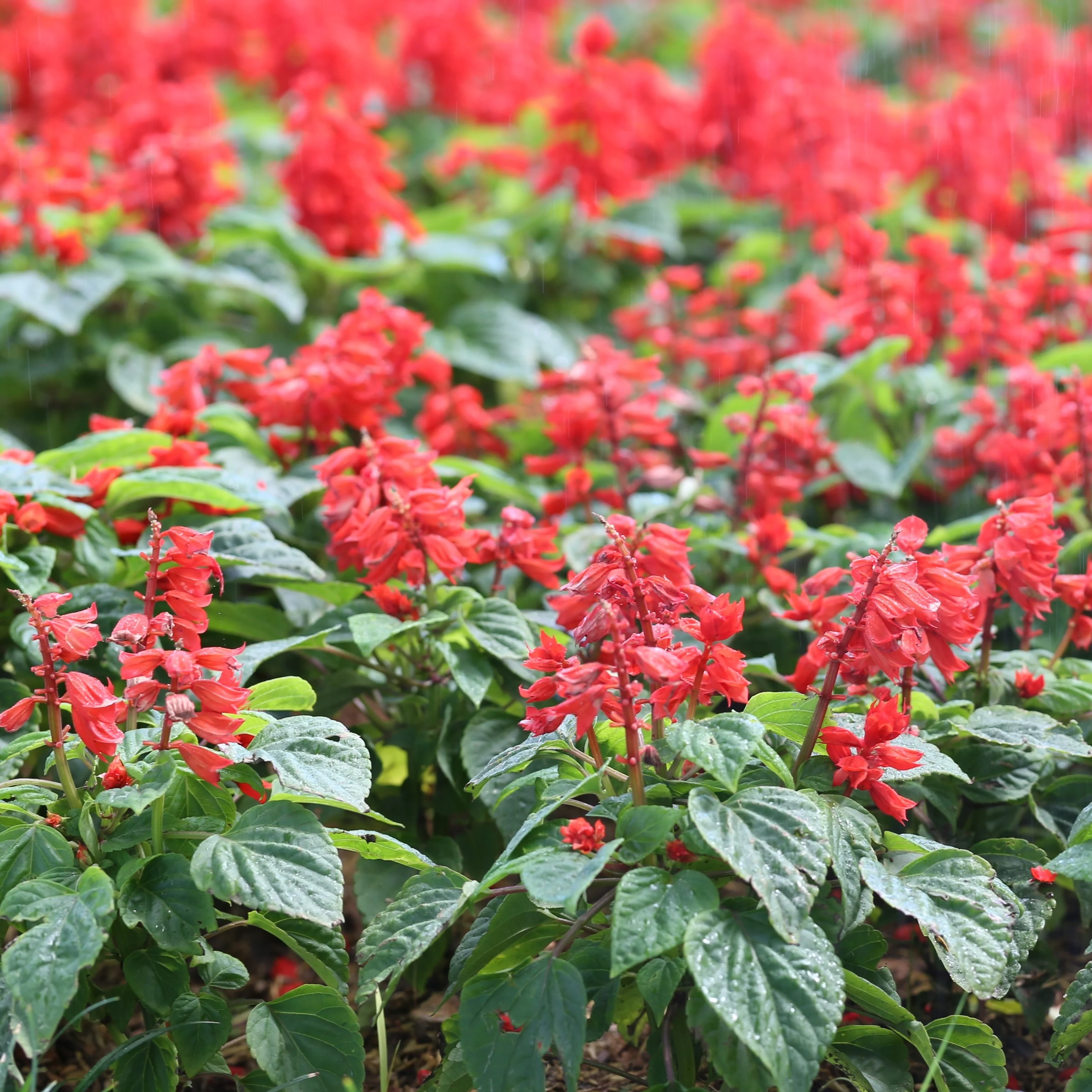 Salvia Vistaâ„¢ Red