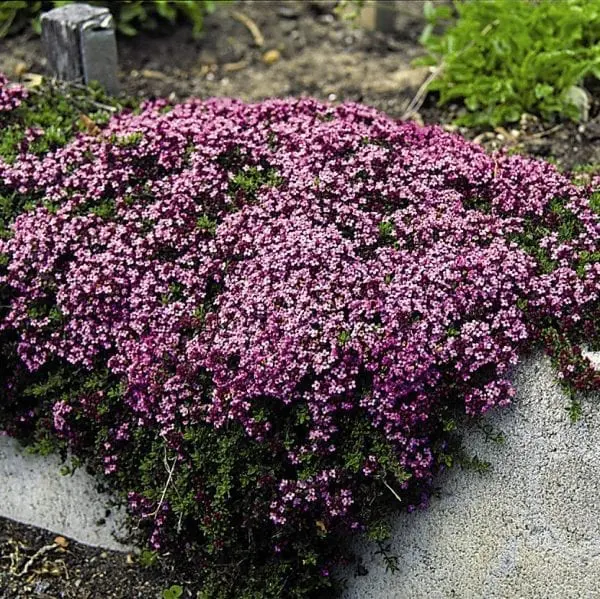 Thym serpolet 'Magic Carpet'