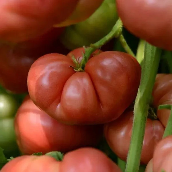 Tomate (héritage) Marriage Big Brandy F1