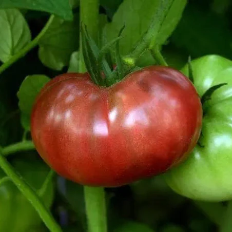 Tomate Marriage Cherokee Carbon F1 (Héritage)