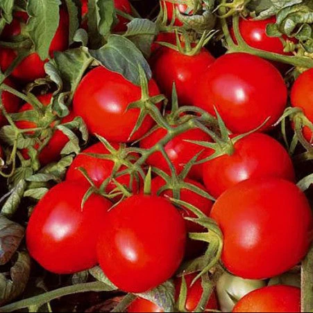 Tomate cerise rouge déterminée
