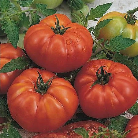 Tomate 'Marmande'