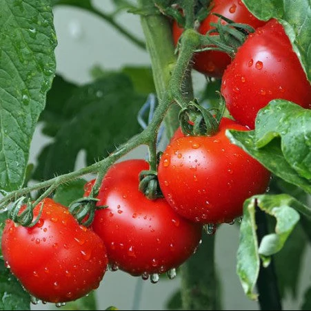Tomate 'MonteCarlo'
