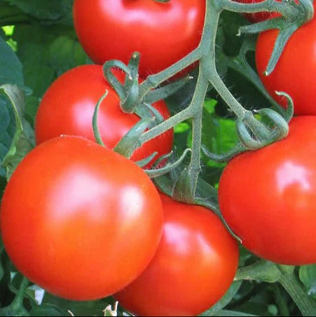 Tomate 'Regina'