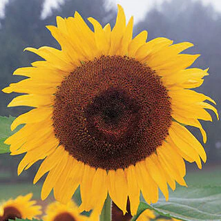 Tournesol 'Tuscan'