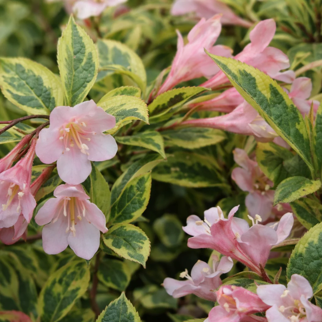 Weigela florida 'Rainbow Sensation'
