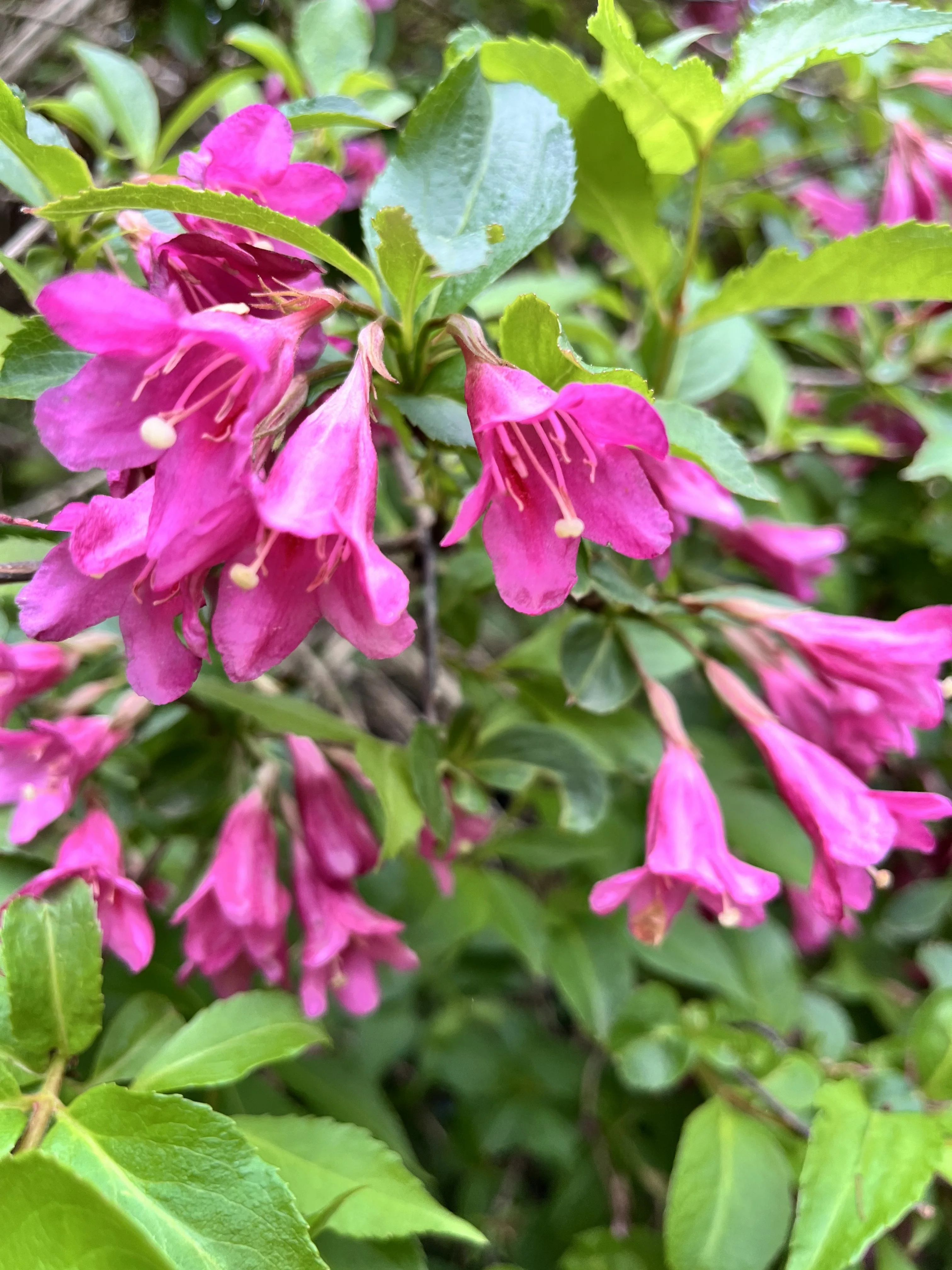 Weigela 'Rumba'