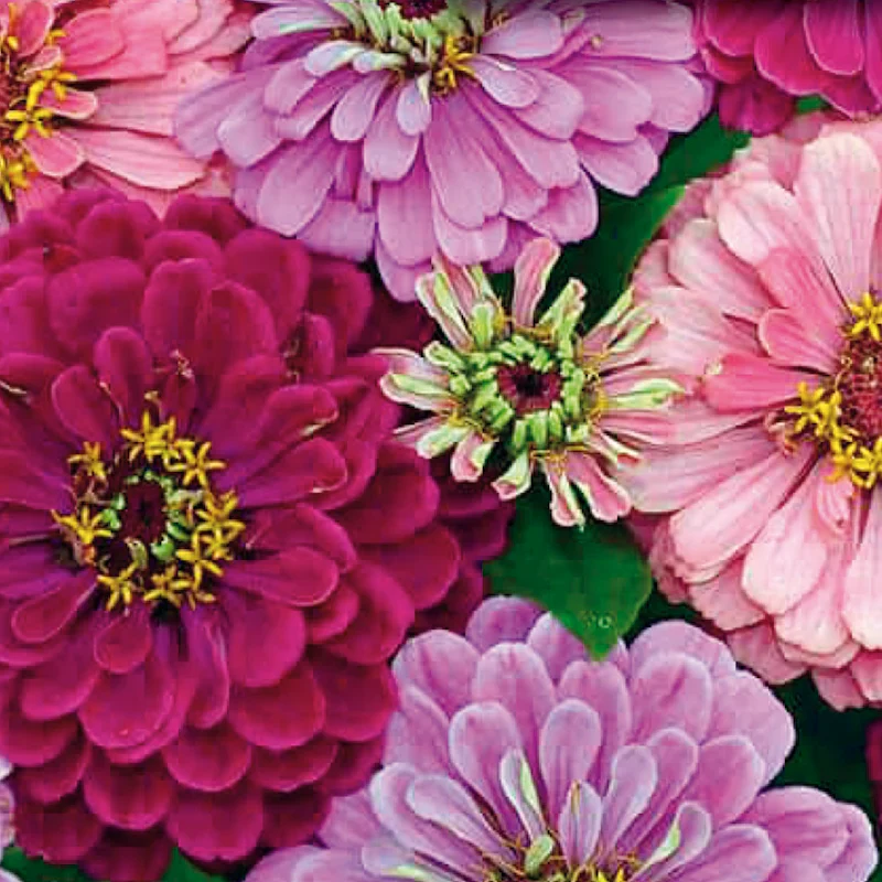 Mélange de zinnia 'Art Deco'