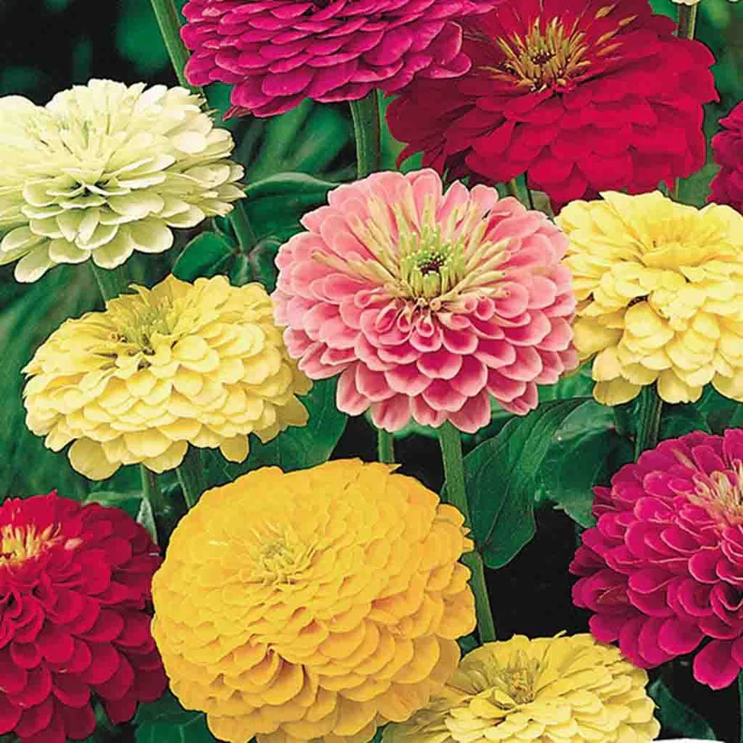 Mélange de zinnia 'State Fair'