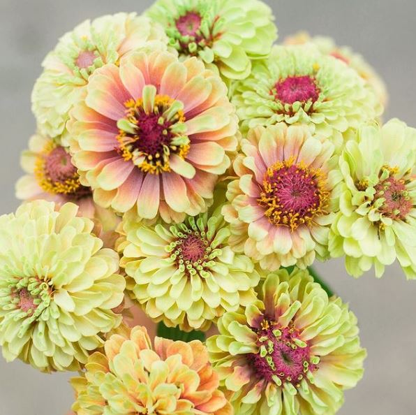 Zinnia 'Queen Lime Blush' bio
