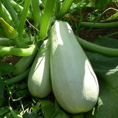 Zucchini libanais 'Light Green'